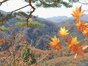 砧板涂布机,砧板涂层